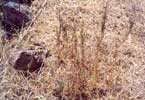 Willowherb
