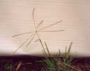Windmill grass