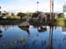 32-LaBrea_Tarpit