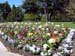 Flower_Bed