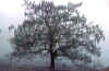 Hivern - Winter - Invierno