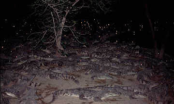 Eyeshine in Mugger crocodiles