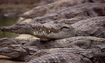 Indian Mugger or Marsh Crocodile (Crocodylus palustris)