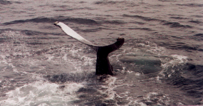 Taken by JRA, 08/18/2001