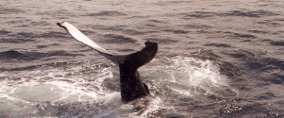 Taken by JRA, 08/18/2001