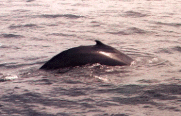 Taken by JRA, 08/18/2001