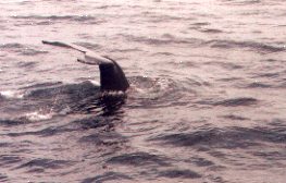 Taken by JRA, 08/18/2001