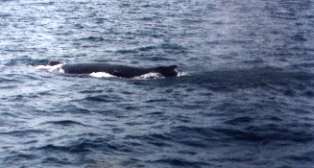 Taken by JRA, 08/18/2001
