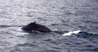 Taken by JRA, 08/18/2001