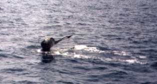 Taken by JRA, 08/18/2001