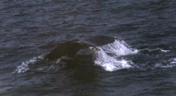 Taken by KMA, 08/18/2001
