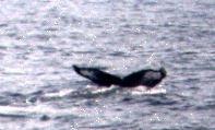 Taken by KMA, 08/18/2001