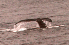 Taken by KMA, 08/18/2001