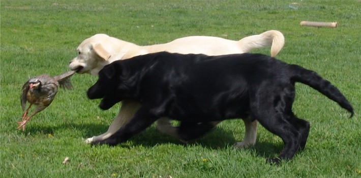 4 month old pups