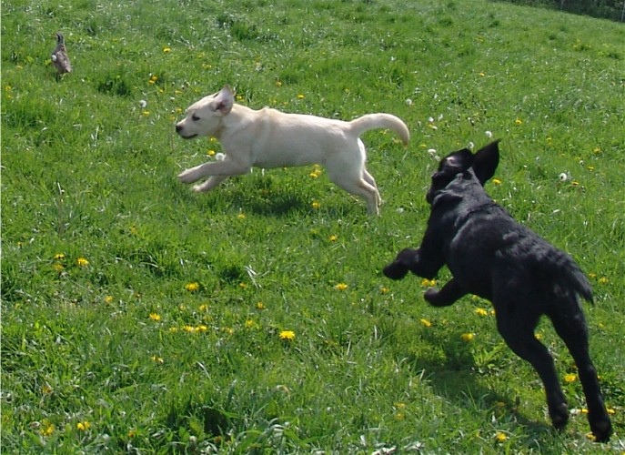 4 month old pups
