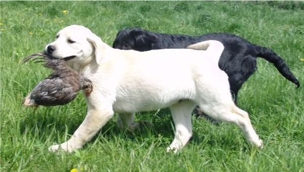 4 month old pups