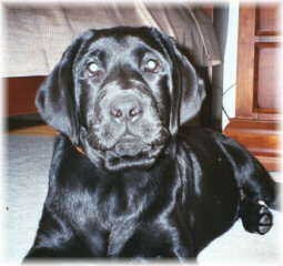 4 month Mack - Sadie & PT pup