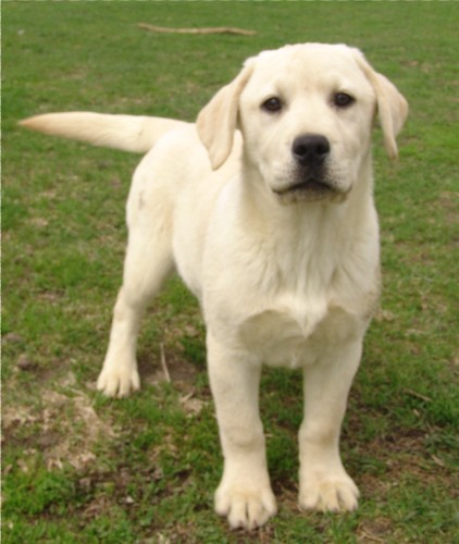 male pup available