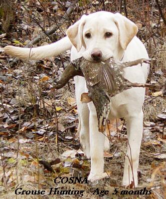 Trace Charlie pup