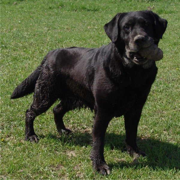 Molly age 11 yrs