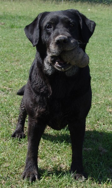 Molly age 11 yrs