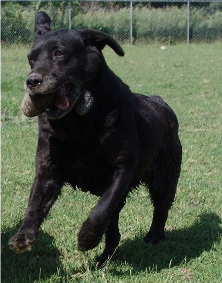 Molly age 11 yrs