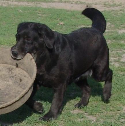 Molly age 11 yrs