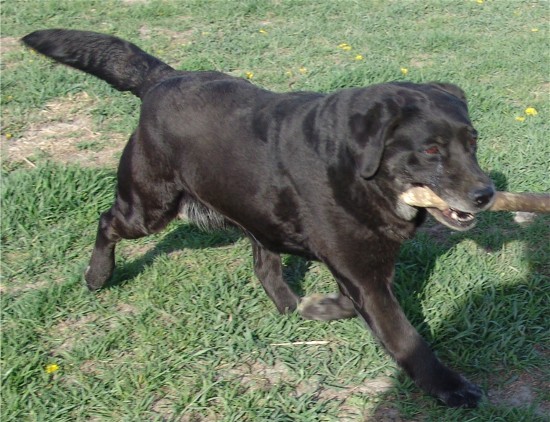 Molly age 11 yrs