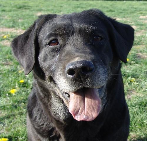 Molly age 11 yrs