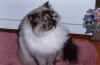 fluffer1.jpg (64029 bytes)