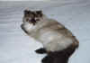 fluffer.jpg (48581 bytes)