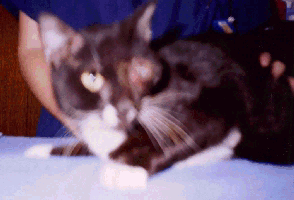 [Frankie