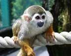 monkey