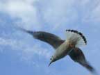 seagull
