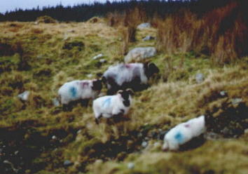 grazing sheep