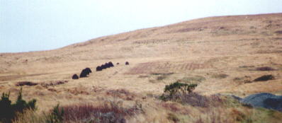 a line of turf mounds in the field