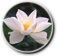LotusFlower