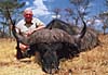 Buffalo