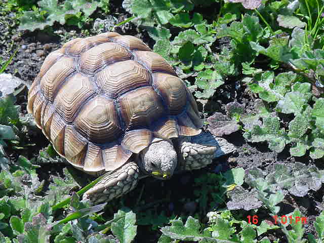 THIS SULCATA IS MISSING. "TOOGIE"&nbsp; IF FOUND CALL MARTY MOILANEN AT (707)357-1017