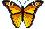 butterfly