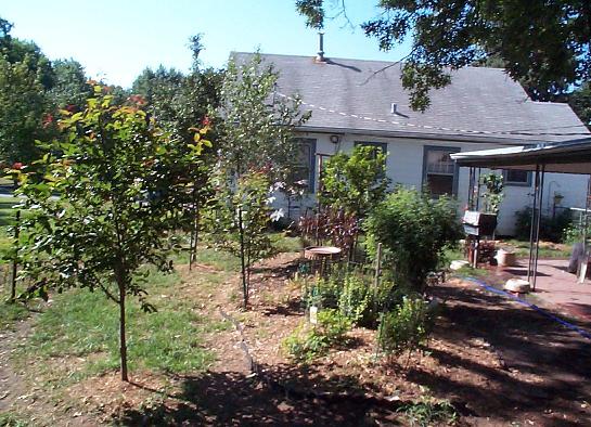 Back yard