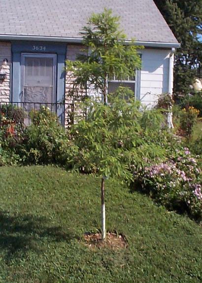 Front Yard