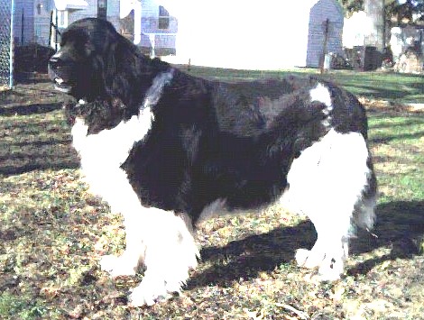 Lindy