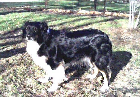 Nellie