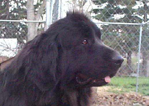 Pearl 4/8/04