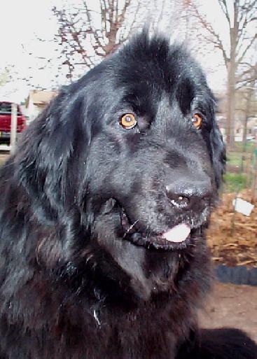 Pearl 4/8/04