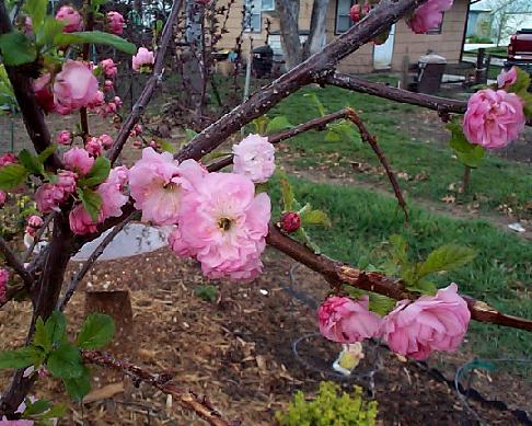 Rose Tree of China
