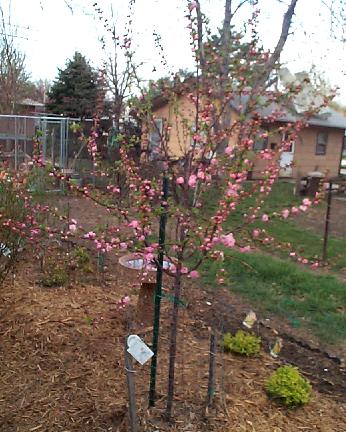 Rose Tree of China blooms