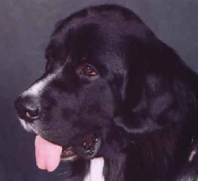 Winston