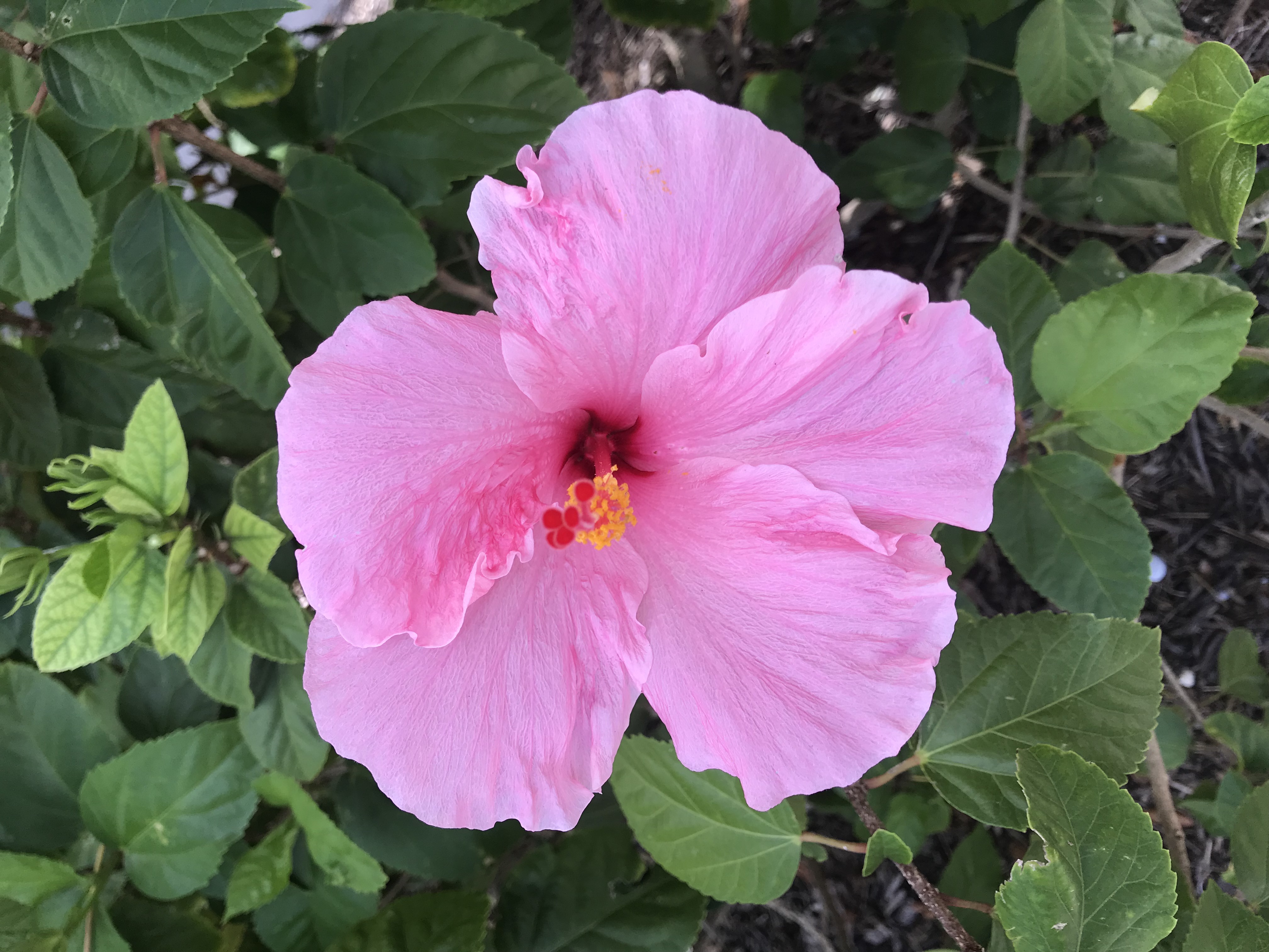 HIBISCUS BLOOM
